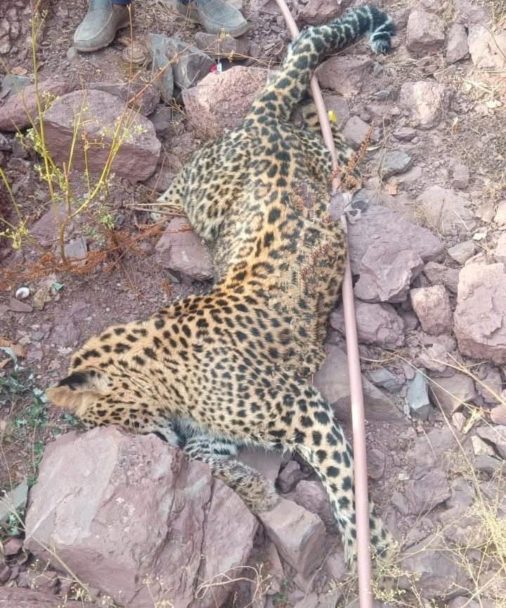 Leopard found dead in J&K’s Rajour.